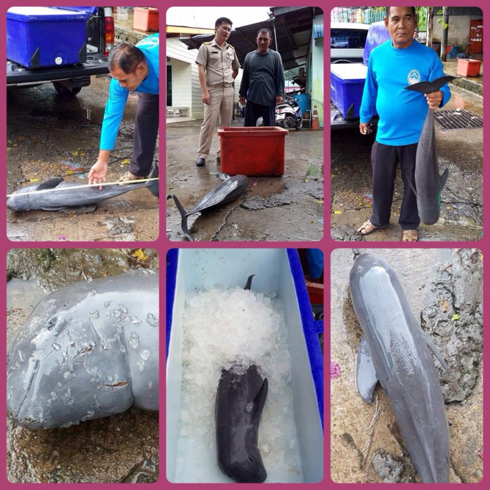 "โลมาเกยตื้น ทะเลตราด"