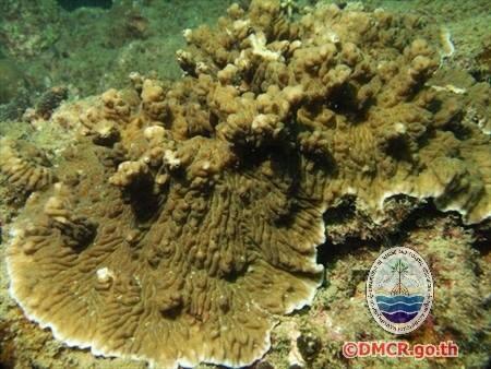 "ปะการังชนิด "Merulina ampliata"