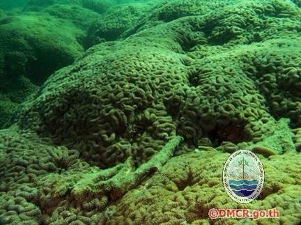 ปะการังชนิด "Lobophyllia hemprichii"