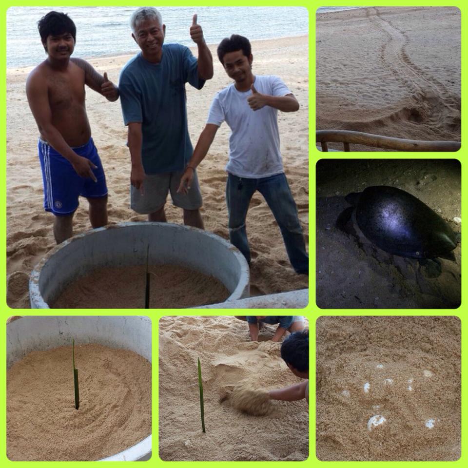 "หาดไหนเต่ามาไข่ หาดนั้นก็มีแต่ความสุข"