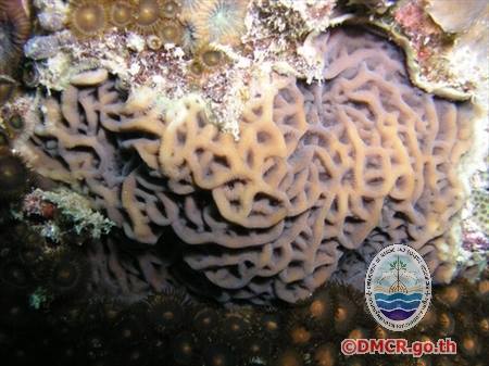 ปะการังชนิด "Leptoseris mycetoseroides"