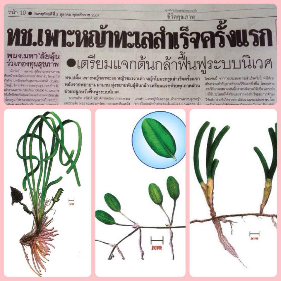 "ทช. วิจัยเพาะพันธุ์หญ้าทะเลสำเร็จ สู่การปลูกจริงในทะเล"