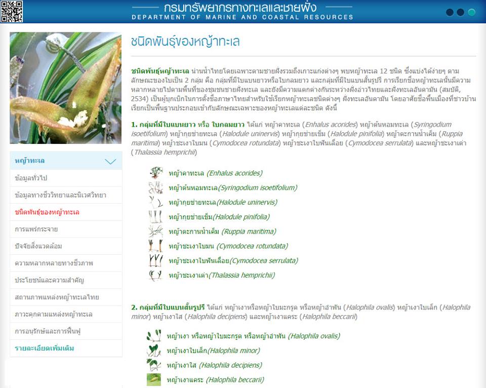 "เกร็ดความรู้ ทช. : ชนิดพันธุ์หญ้าทะเล"