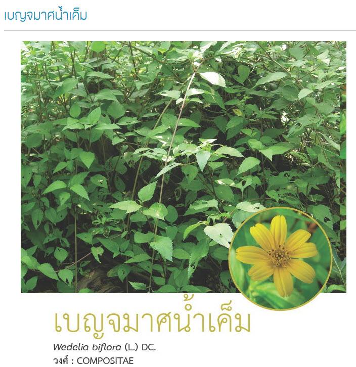 "เบญจมาศน้ำเค็ม"