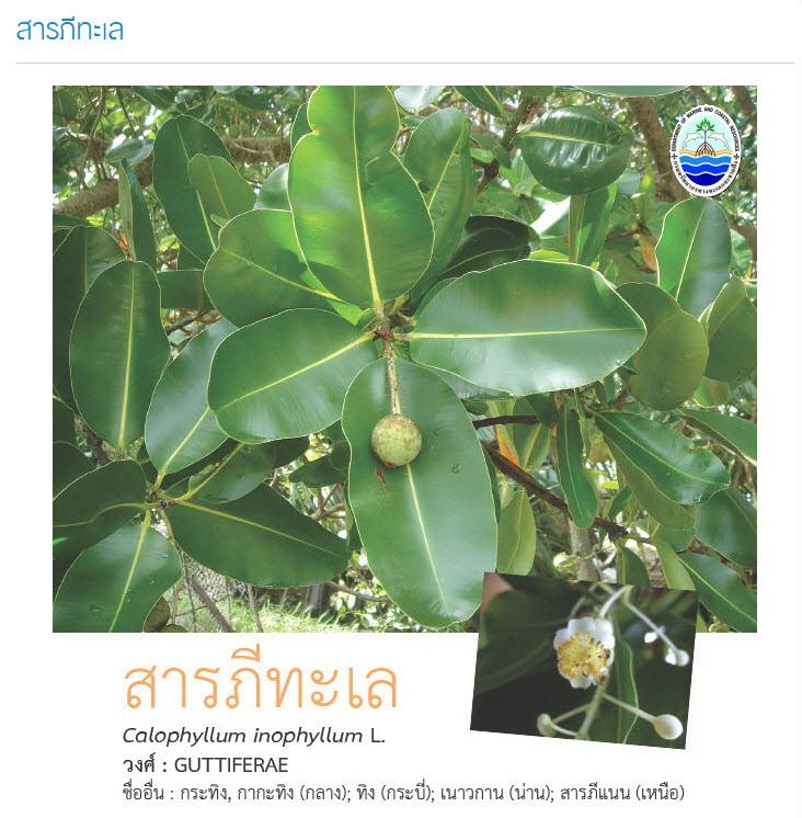 "สารภีทะเล"