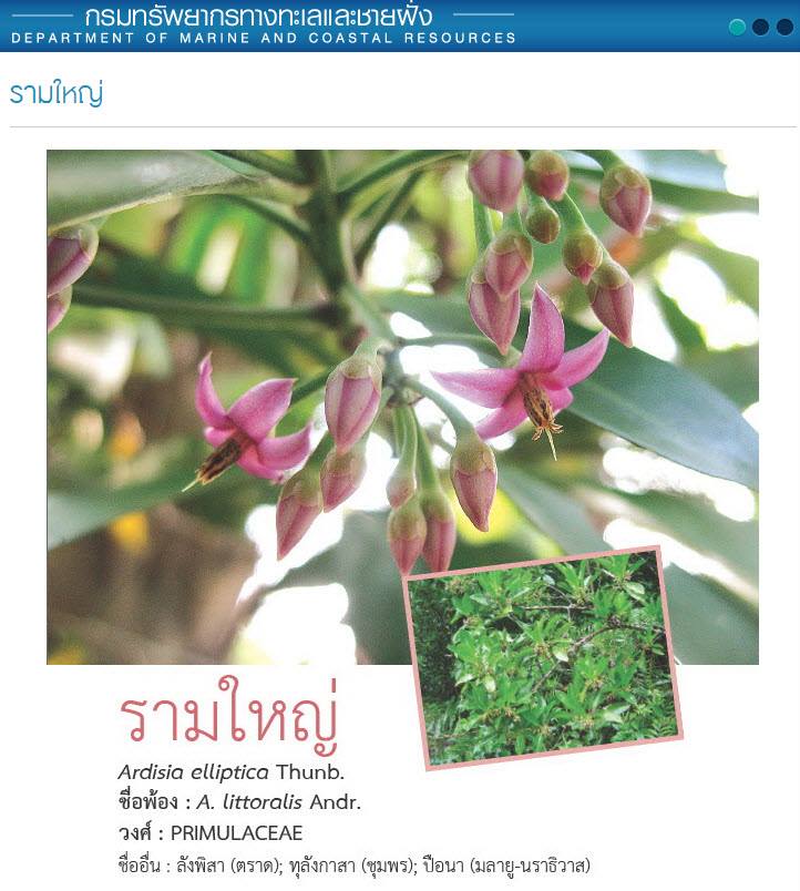"รามใหญ่"