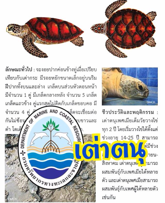 "เกร็ดความรู้ ทช. : มารู้จัก เต่าตนุ"