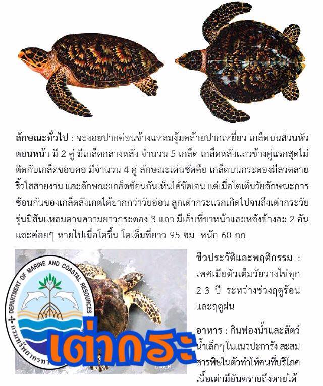 "รู้จักเต่าทะเล วันละตัวกับ ทช."