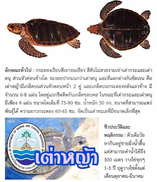 "รู้จักเต่าทะเล วันละตัวกับ ทช."