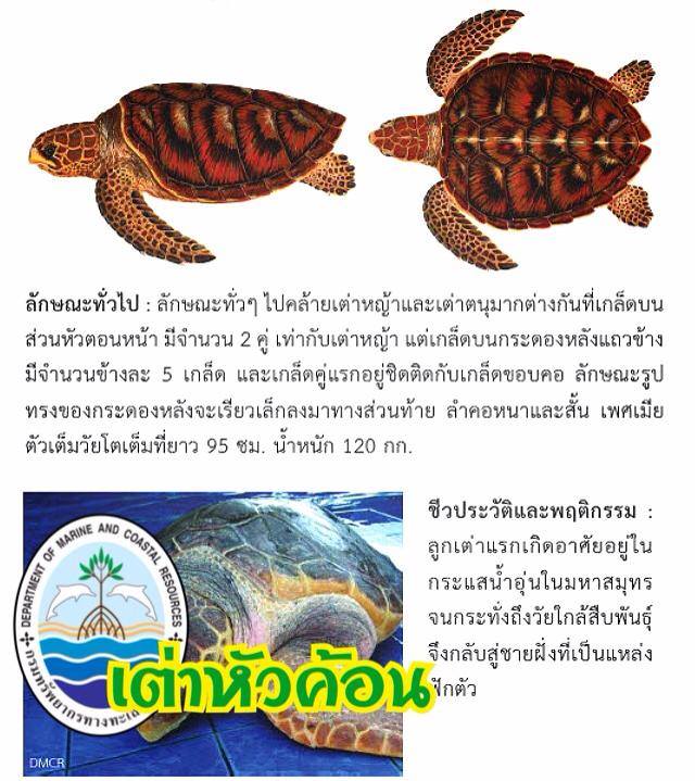"รู้จักเต่าทะเล วันละตัวกับ ทช."