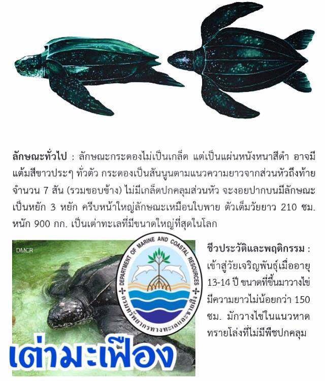 "รู้จักเต่าทะเล วันละตัวกับ ทช."
