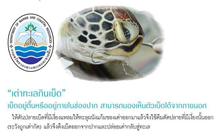 "การช่วยเหลือเต่าทะเลบาดเจ็บ"