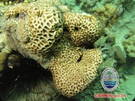 ปะการังชนิด "Leptastrea transversa"