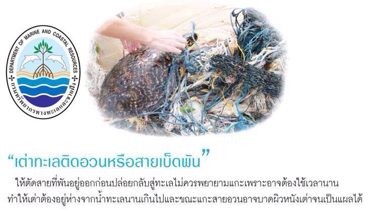 "การช่วยเหลือเต่าทะเลที่ติดอวน หรือเครื่องมือประมง"