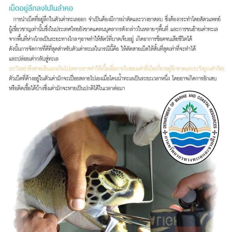 "การช่วยเหลือเต่าทะเลที่กลืนเบ็ดเข้าไปในลำคอ"