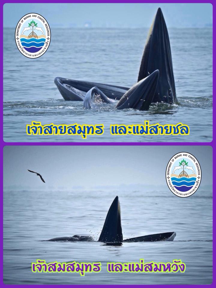 "มารู้จักสายสมุทร และสมสมุทร"