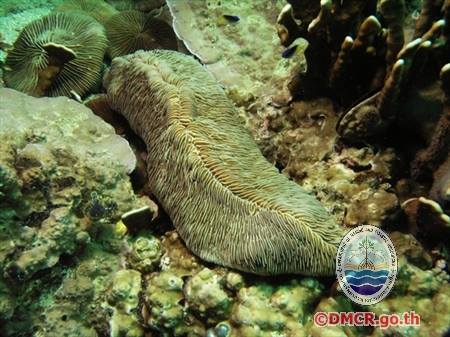 ปะการังชนิด "Herpolitha limax"