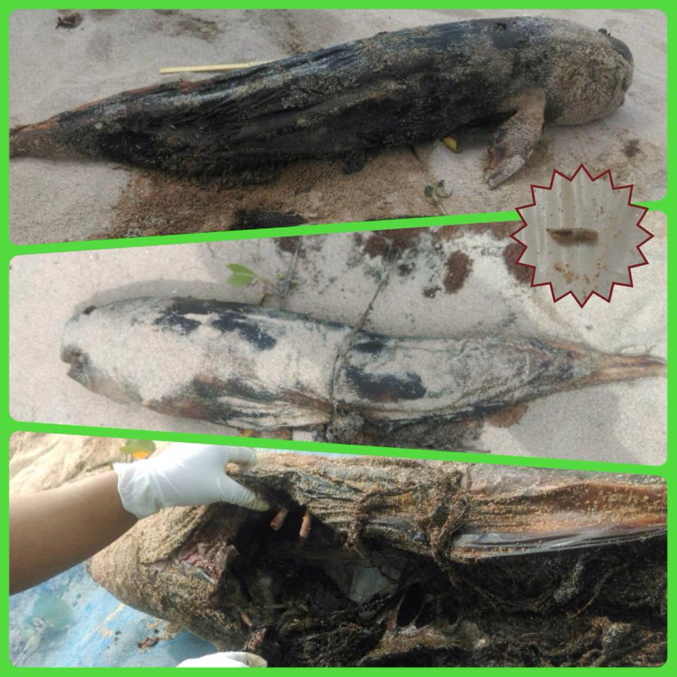 "โลมาเกยตื้น จ.ประจวบฯ"