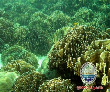 ปะการังชนิด "Heliopora coerulea"