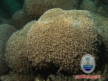 ปะการังชนิด "Goniopora lobata"