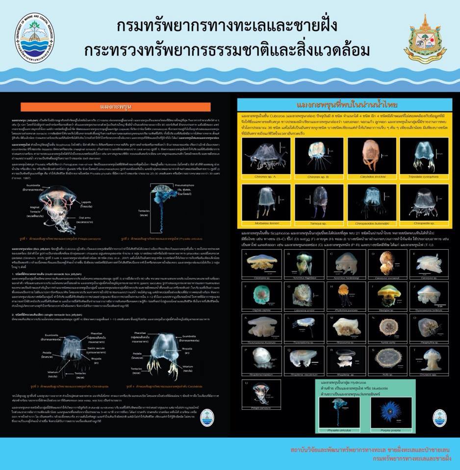 "ทำความรู้จักกับเหล่าแมงกะพรุนของไทย"