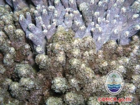 ปะการังชนิด "Goniopora fruticosa"