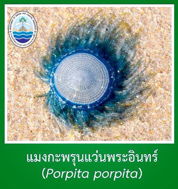 "แนะนำเพื่อนจากท้องทะเล"