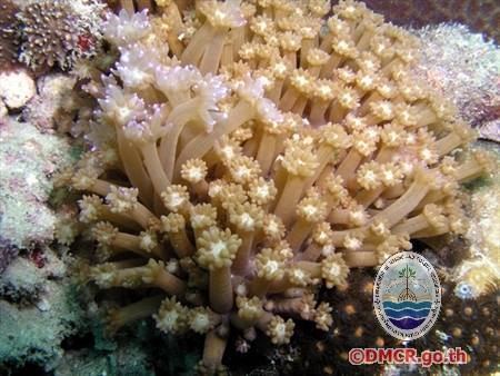 ปะการังชนิด "Goniopora djiboutiensis"