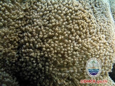 ปะการังชนิด "Goniopora columna"