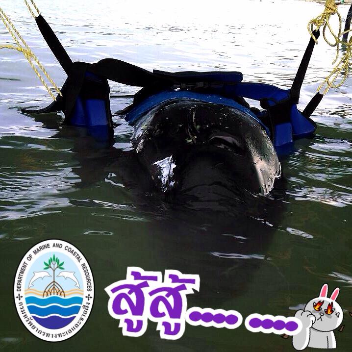 "ช่วยกันปลาวาฬเพชรฆาตดำ ปากพนัง นครศรีธรรมราช"