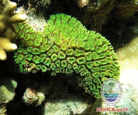 ปะการังชนิด "Galaxea fascicularis"