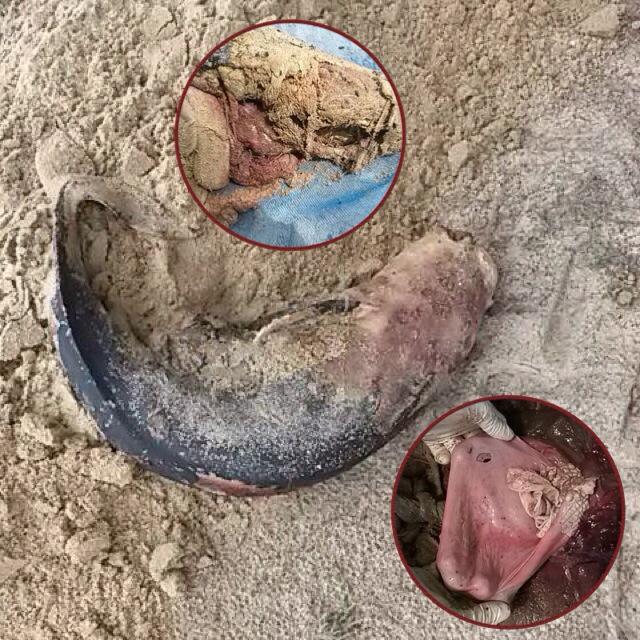 "พบโลมาเกยตื้น หาดบ้านกรูด"