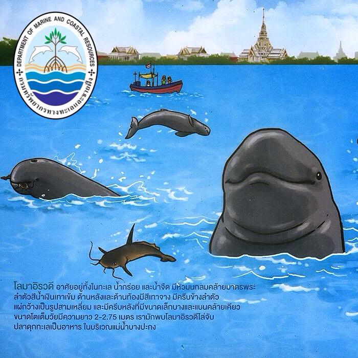 โลมาอิรวดี