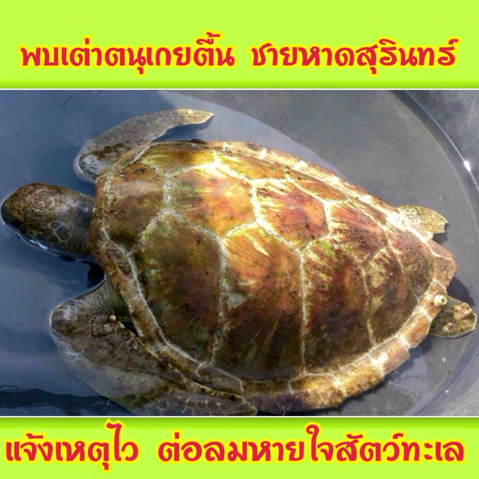 "ช่วยกันแจ้งเหตุ ช่วยเพิ่มโอกาสรอด"