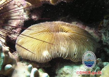 ปะการังชนิด "Fungia pamotensis"