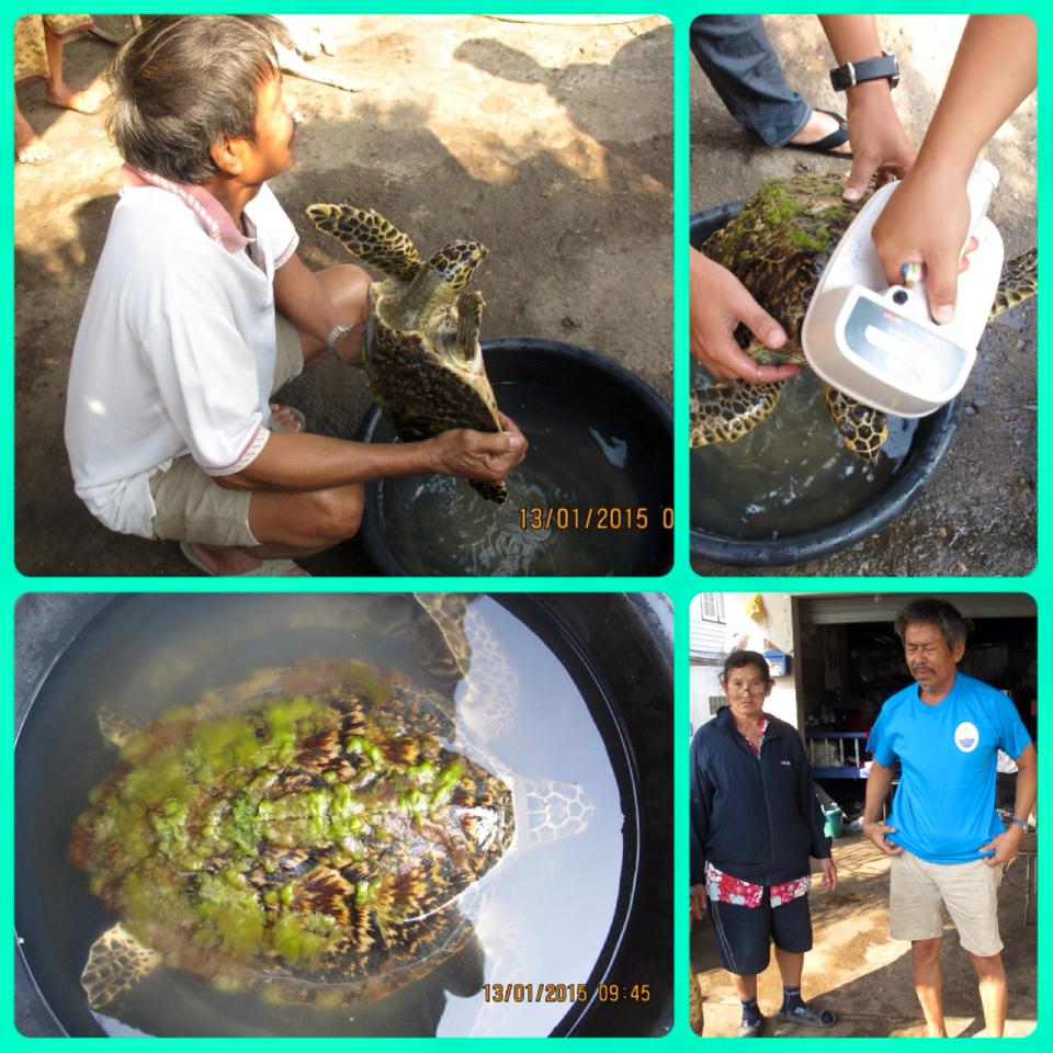 ช่วยกัน คุณเต่ากระ ทะเลชุมพร