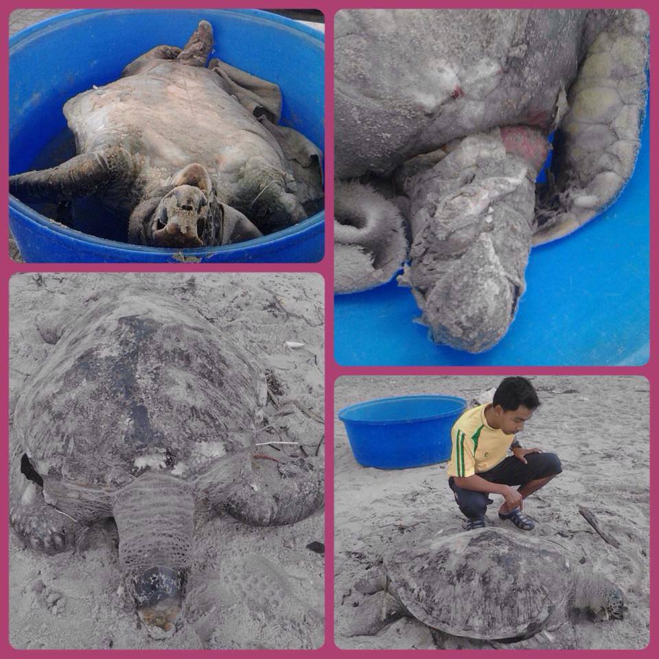 พบซากเต่าตนุ หาดชลาทัศน์