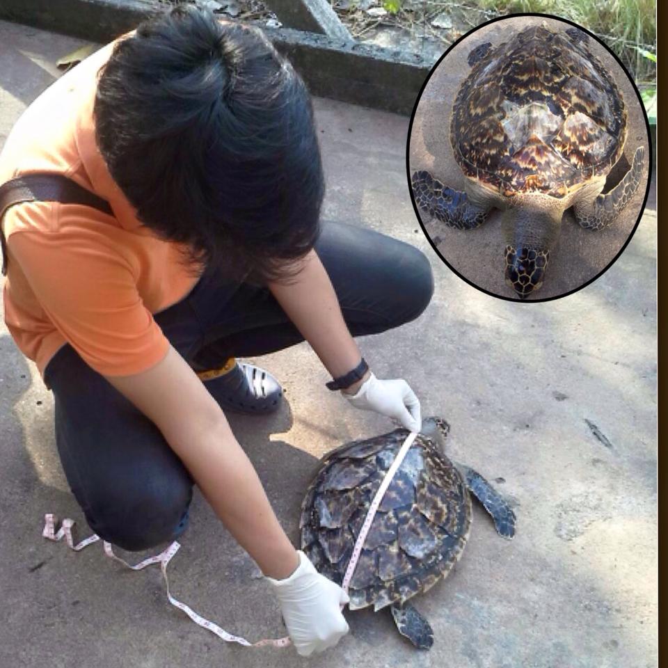 พบซากเต่ากระ บ้านเพ ทะเลระยอง
