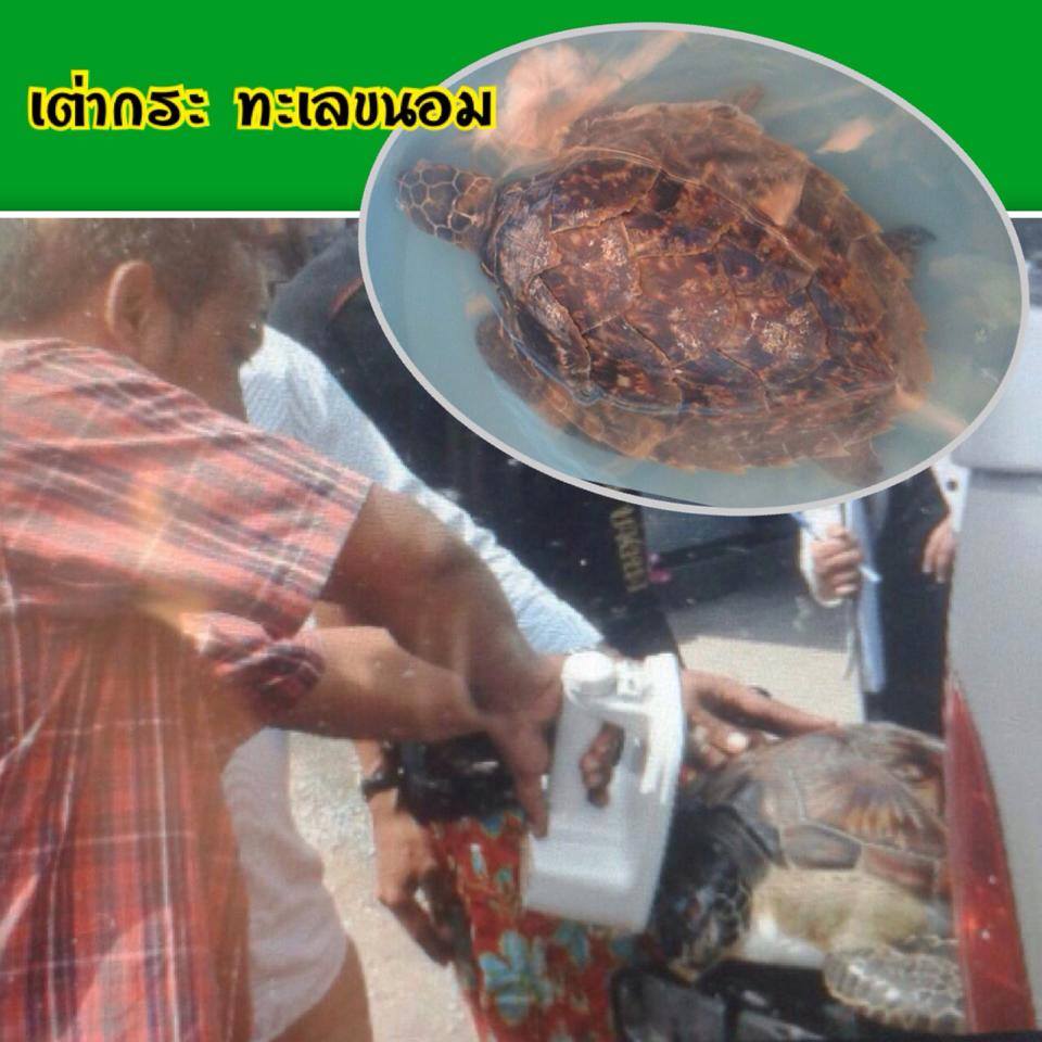 "เครือข่ายเข้มแข็งช่วยเต่ากระ ทะเลขนอม