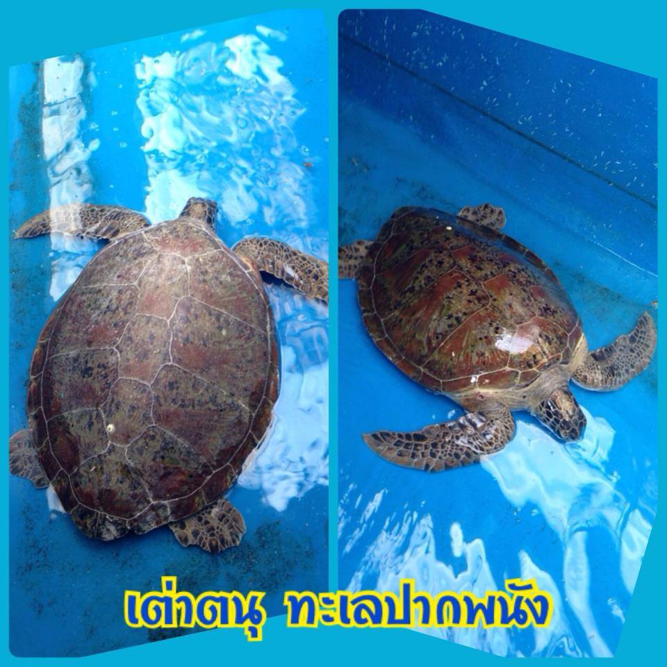 เครือข่ายเข้มแข็งช่วยเต่าตนุ ทะเลปากพนัง