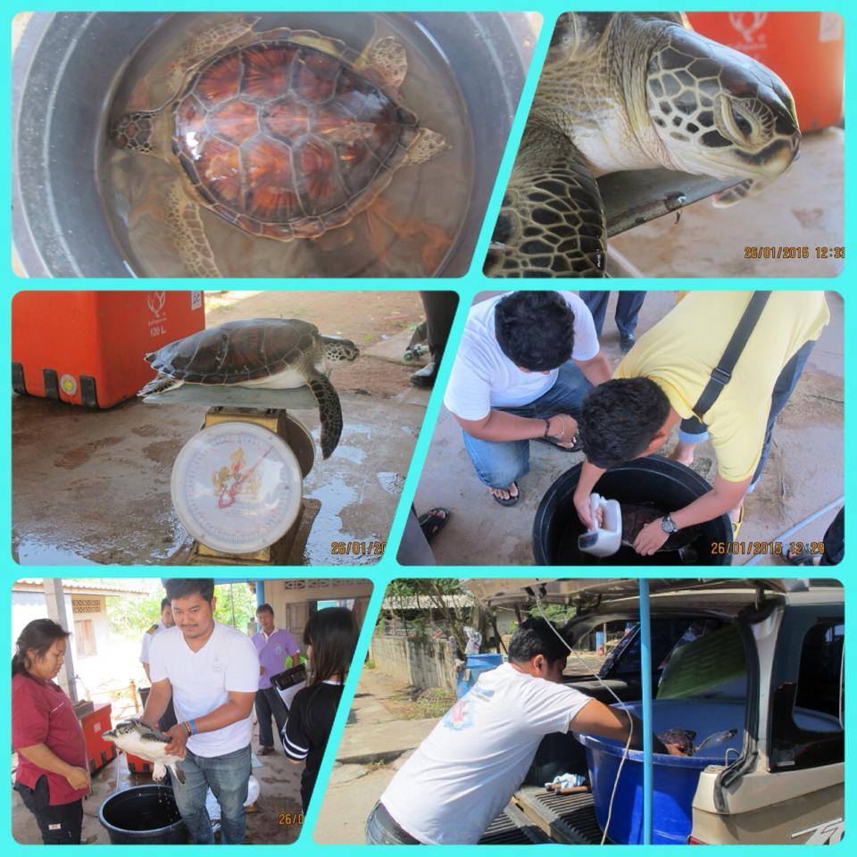 เครือข่ายช่วยเต่าตนุ ทะเลไชยา