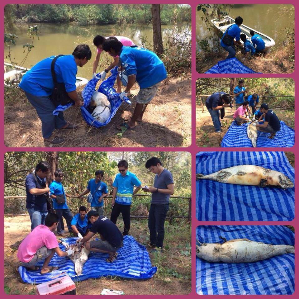 พบซากโลมาอิรวดี ทะเลตราด ตัวที่ ๓ ของปี