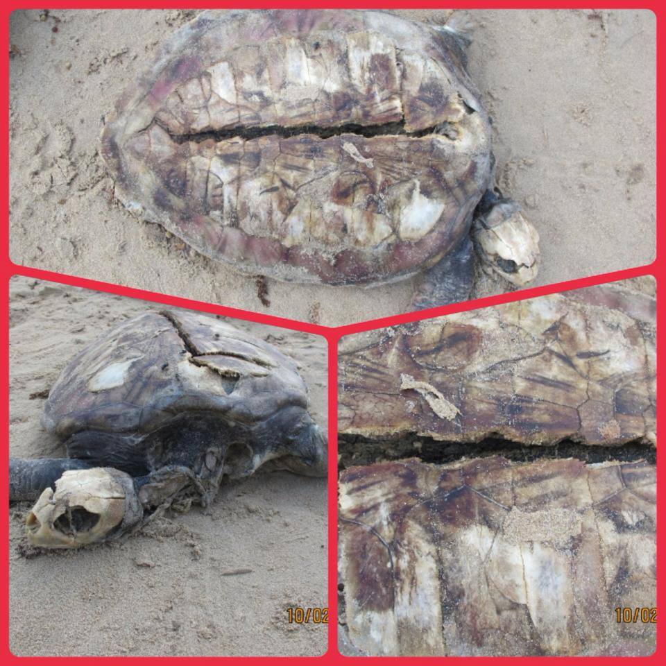 พบซากเต่าตนุ บริเวณหาดสะพลี