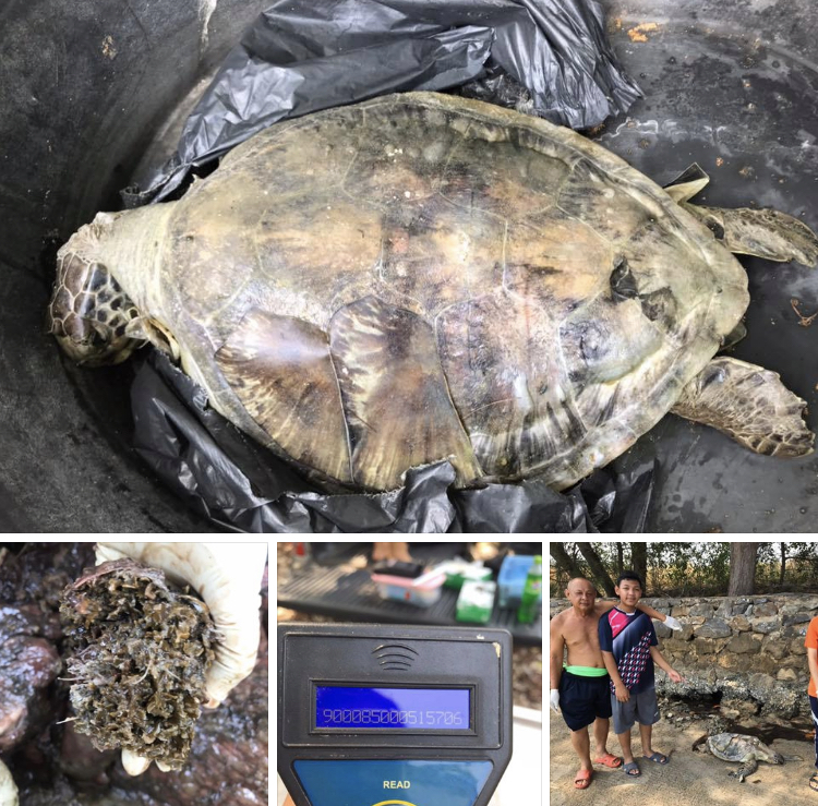 น่าเสียใจ พบเต่าตนุเกยชายหาดเนินฆ้อ ระยอง