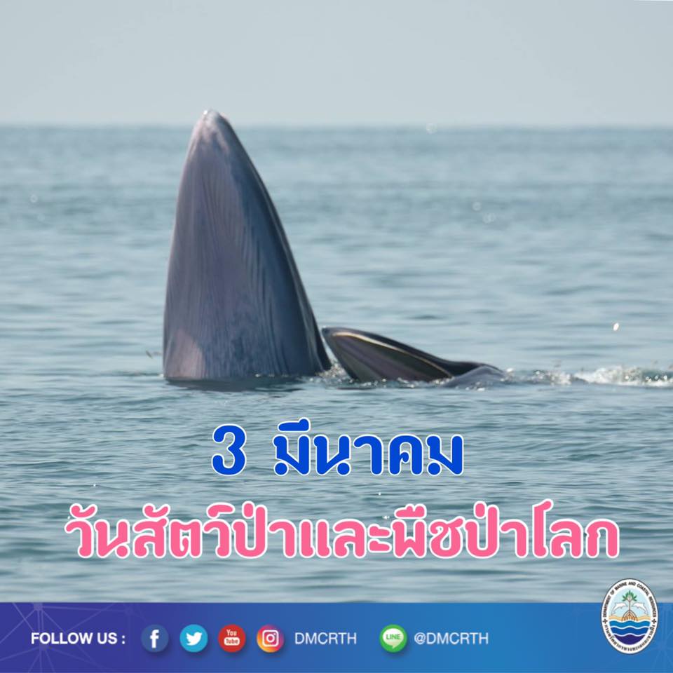 สวัสดี พี่น้องเครือข่ายอนุรักษ์ทะเลไทย