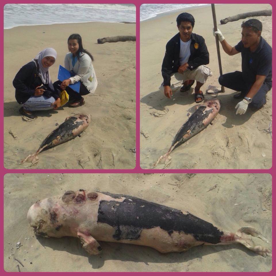 พบซากโลมาหัวบาตรหลังเรียบ หาดสทิงพระ