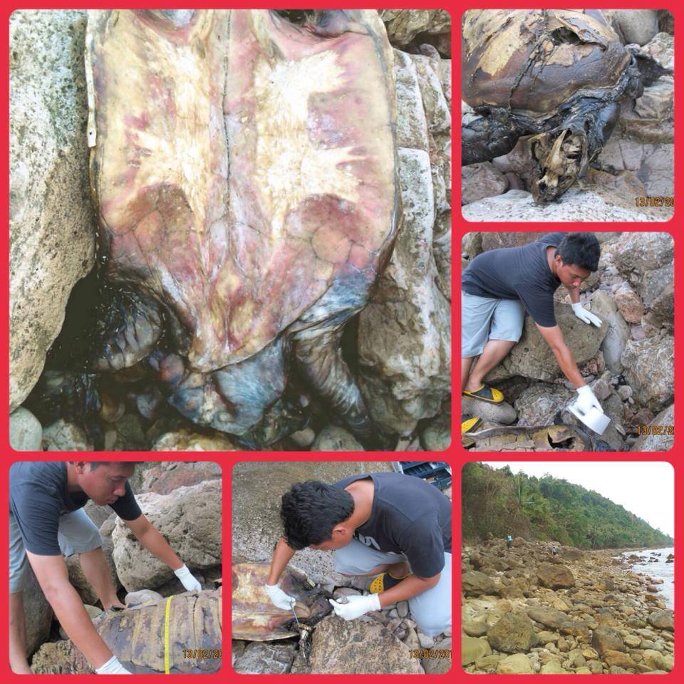 พบซากเต่าตนุ หาดนาทุ่ง