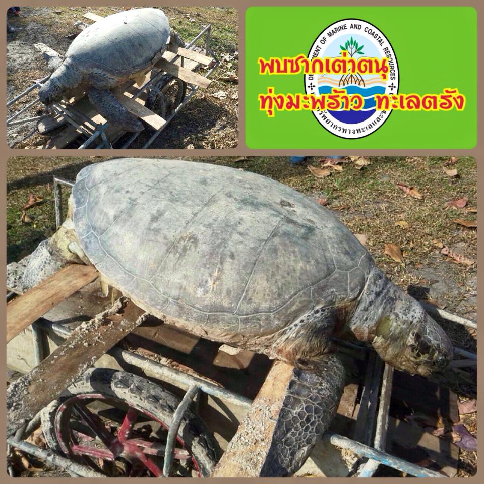 พบซากเต่าตนุ ทุ่งมะพร้าว ทะเลตรัง