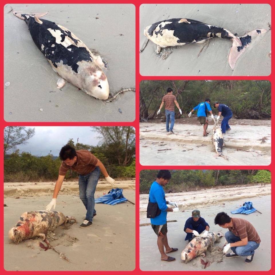พบซากโลมาอิรวดี หาดราชการุณย์