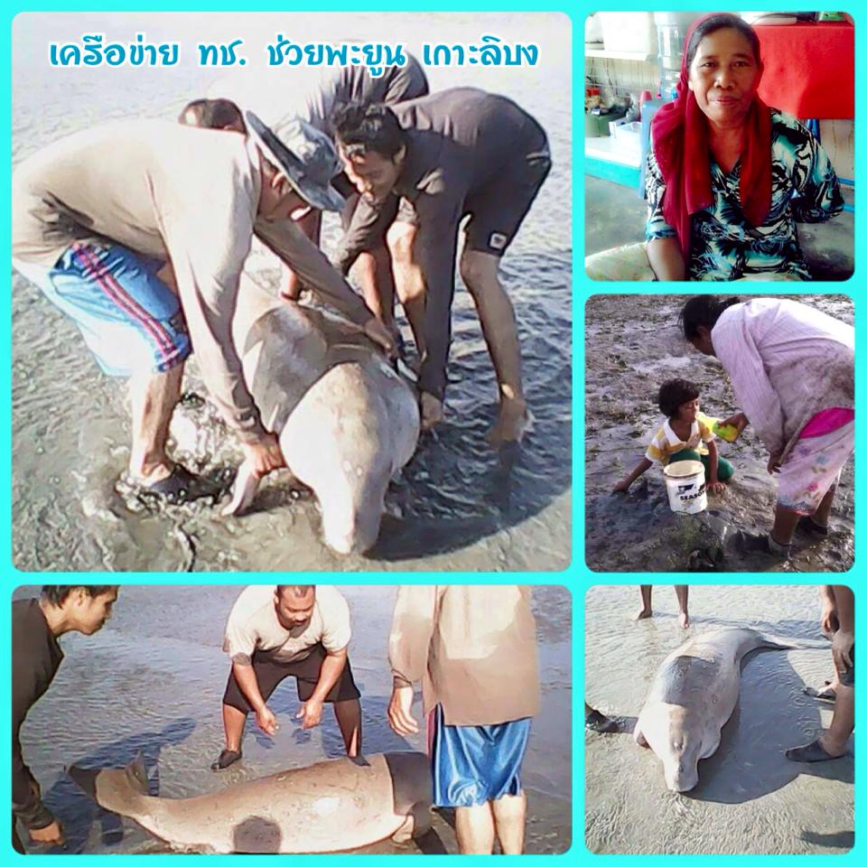ขอบคุณเครือข่ายทุกท่าน กับงานช่วยพะยูนตรัง